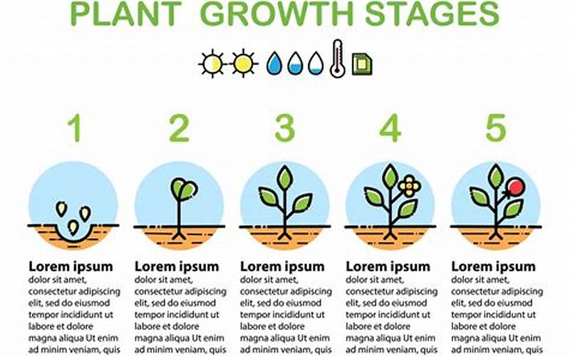 Plant Growth Process