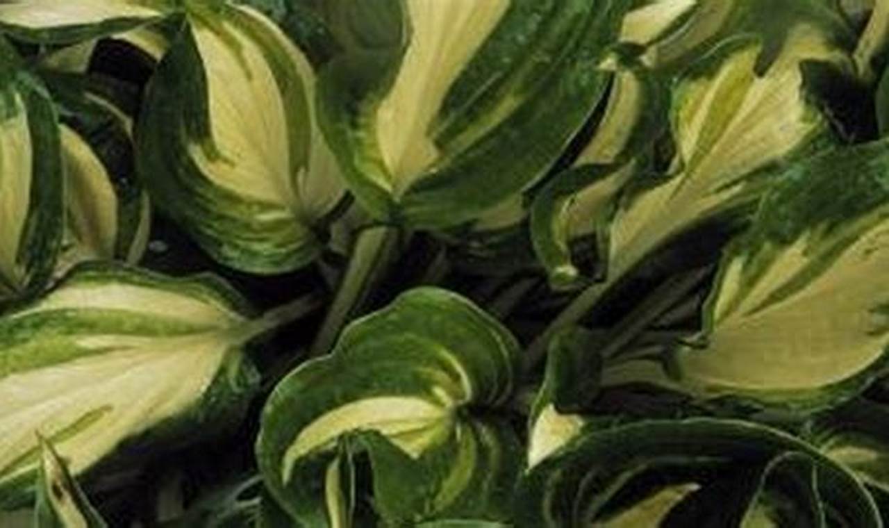 Plant With Green And White Leaves