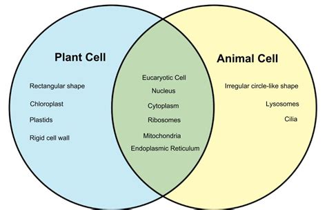 A Comprehensive Guide to Using Plant and Animal Cell Venn Diagrams for Biology Class
