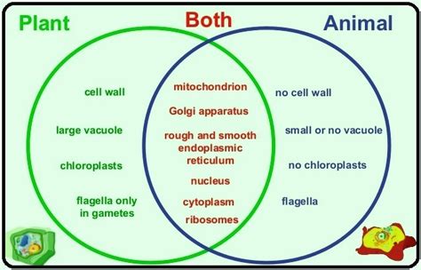 Exploring the Relationship Between Plants and Animals: A Comprehensive Venn Diagram Guide