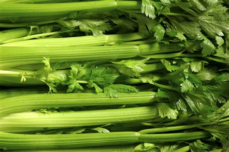 Plant Celery Stalk