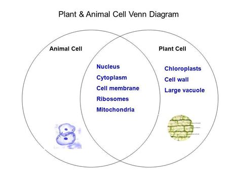 Comparing Plant and Animal Cells: Understanding the Differences with Venn Diagrams