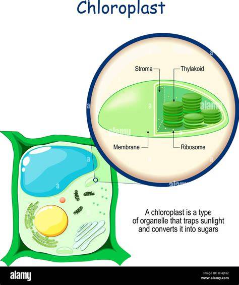 Plant Cell Chloroplast Diagram