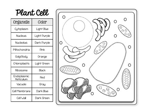 Plant Cell Color Page