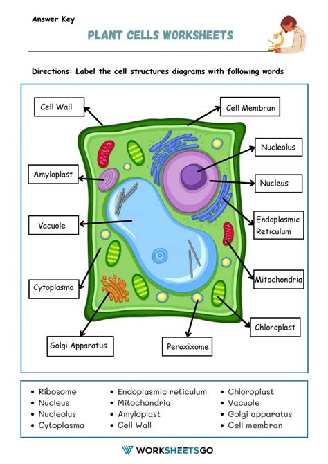 Plant Cell Diagram Worksheet Answers - SCIENCE EDUCATION