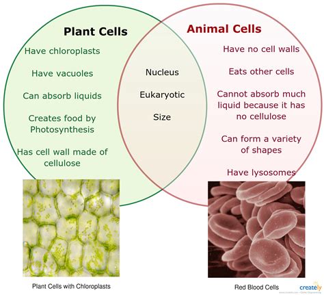 Unlocking the Differences: Comparing Plant Cell vs Animal Cell through Venn Diagram