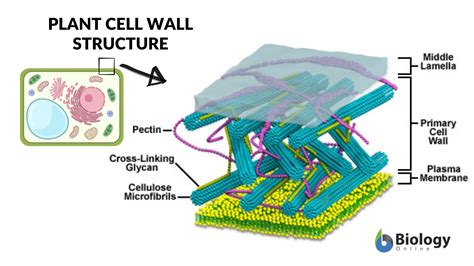 Plant Cell Wall Diagram
