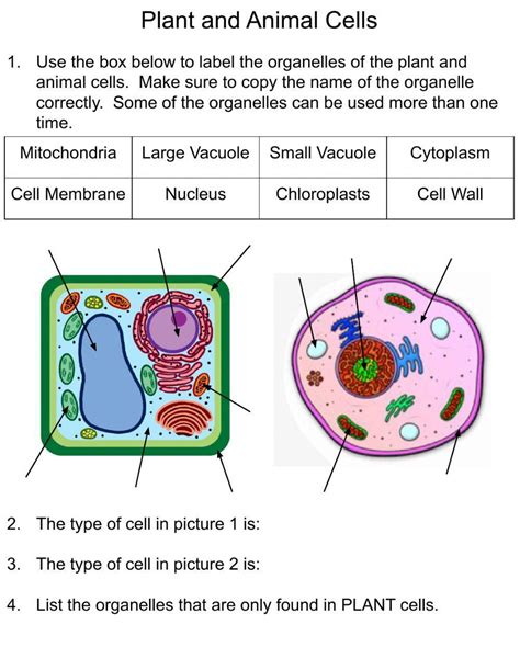 Plant Cell and Animal Cell Diagram Worksheet PDF