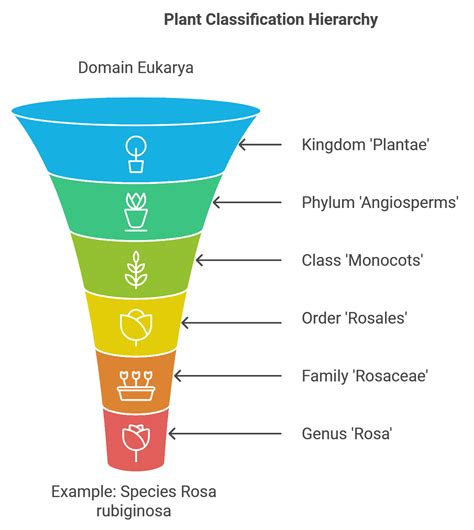 Plant Classification: A Framework for Understanding Diversity
