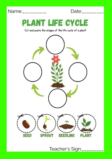 Plant Cycle Worksheet
