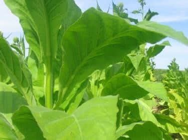 Nicotiana tabacum véritable tabac à fumer du tabac graines tabac plante