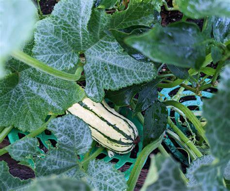 Plant Delicata Squash