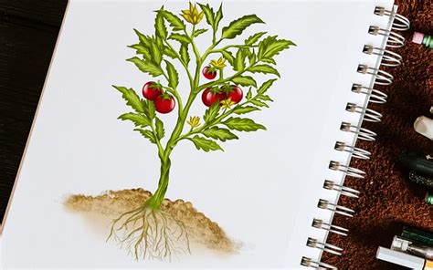 Plant Drawing Techniques