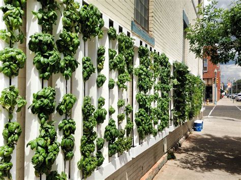 Plant Grow Wall Designs