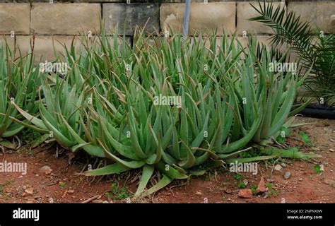 Flourishing with Flora: A Revolutionary Guide to Plant Growing in Your Skin for Healthy Living