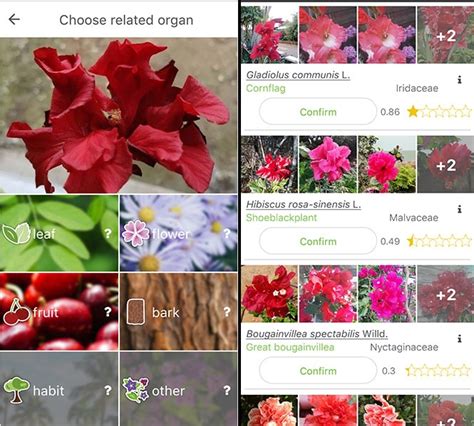 Discover Your Garden's Secrets with our Plant Identification App - Available for Free!