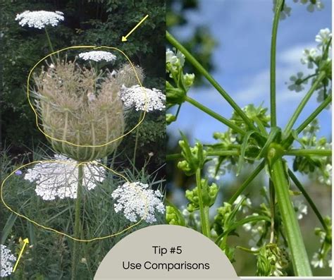 Plant Identification Tips