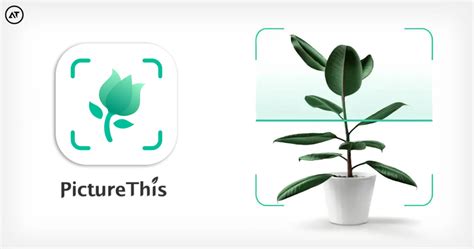 Become a Botanist On-the-Go: Discover the Fascinating World of Plants with Our Free Plant Identifier App!