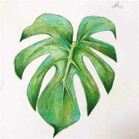 Plant Leaves Drawing
