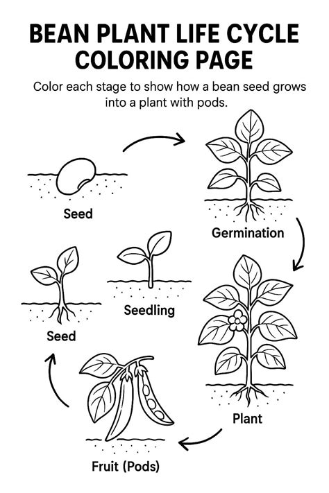 Plant Life Cycle Coloring Page