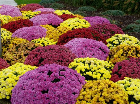 Transform your garden with stunning mums planted in-ground