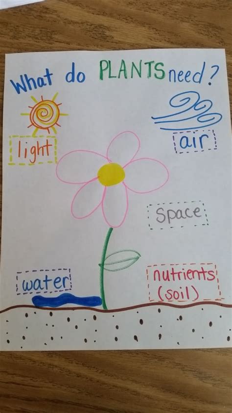 Plant Needs Anchor Chart