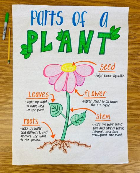 Plant Parts Anchor Chart
