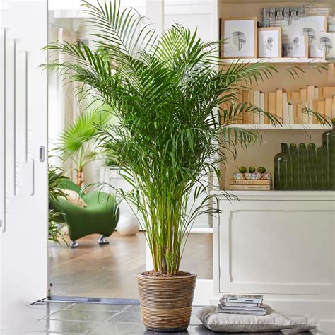 Kentia Palm Large Tropical Plant Shipped to your Door