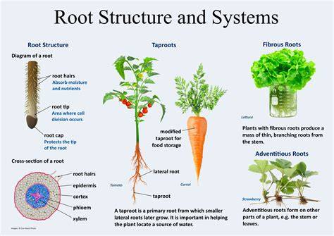 Plant Root System