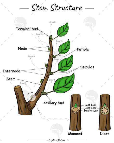 Plant Stem System