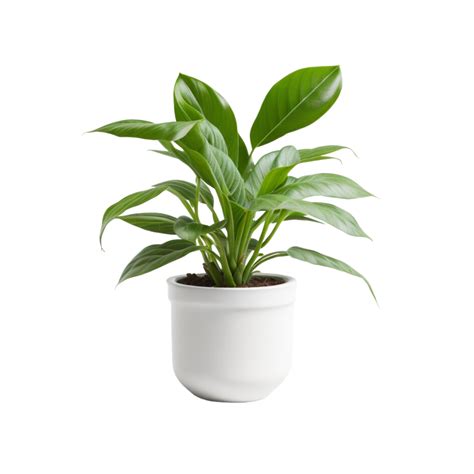 Plant Transparent Background