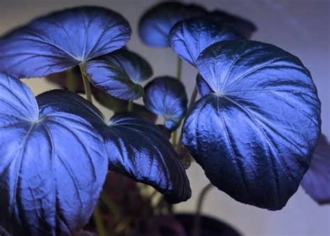 Plant With Blue Leaves