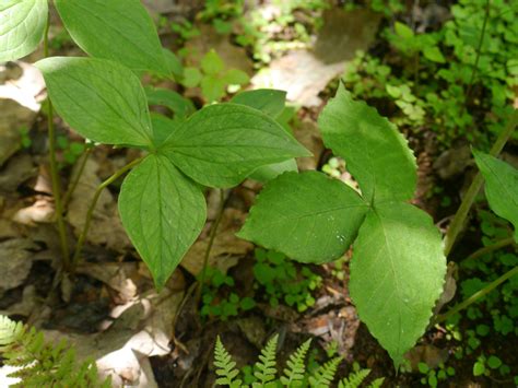 Plant With Three Leaves