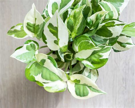 Plant With Variegated Leaves