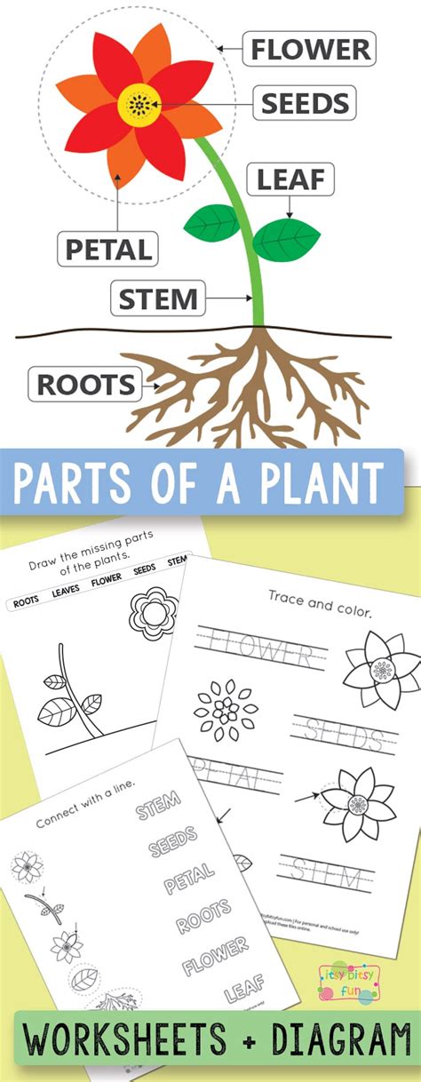 Plant Worksheets For Kindergarten