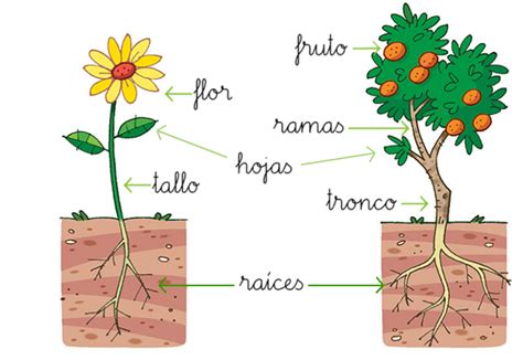 Plantas Animadas Con Sus Partes