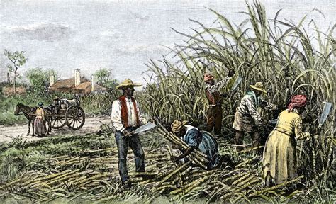 Plantation History