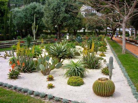 Plante Grasse Extérieure