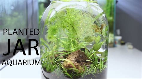 Planted Jar