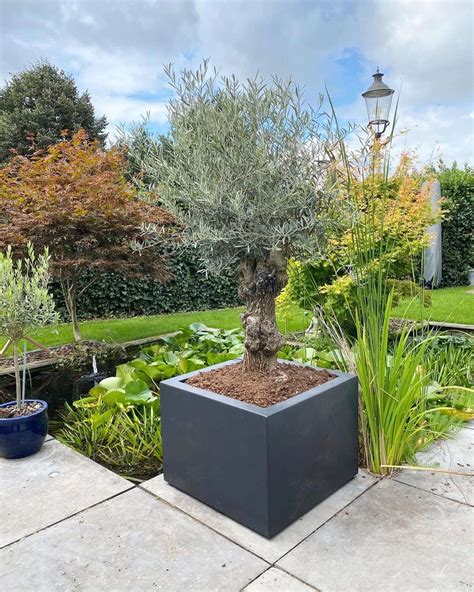 Planter Box For Tree
