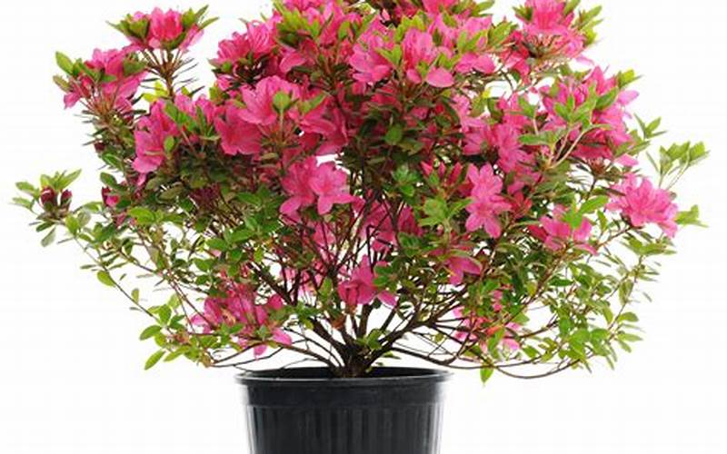 Planting And Caring For Azaleas In Pots