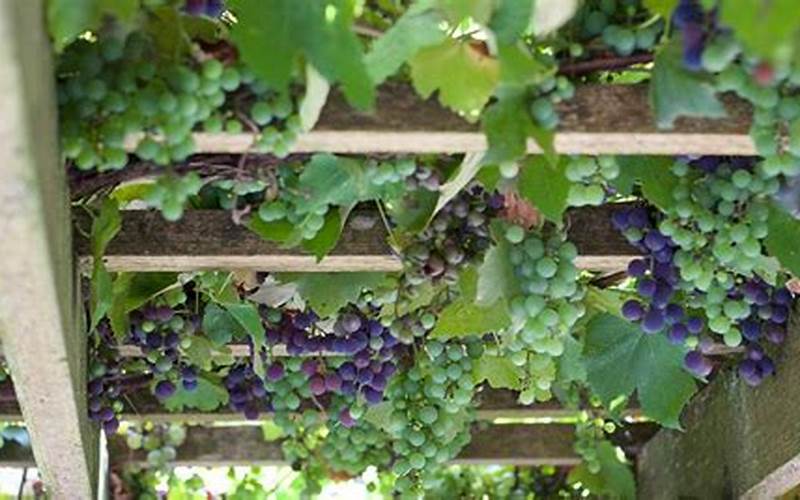 Planting And Caring For Your Vine