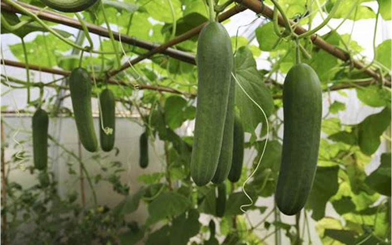 Planting Cucumbers