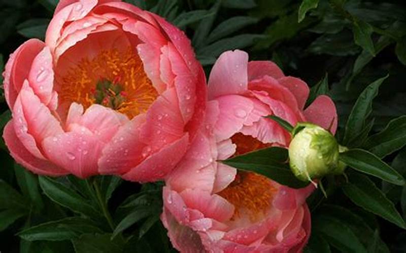 Planting Peonies In Pots