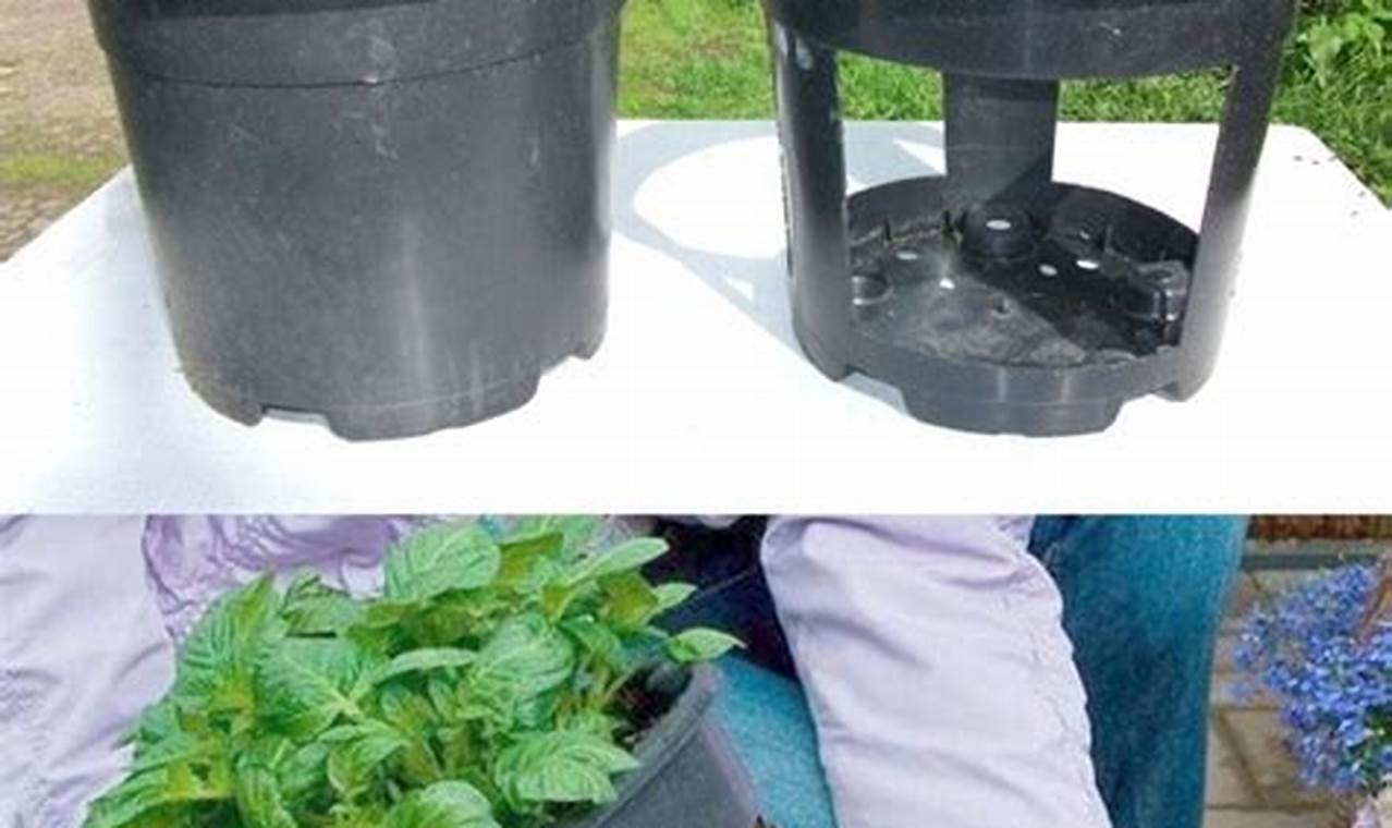 Planting Potatoes In Containers