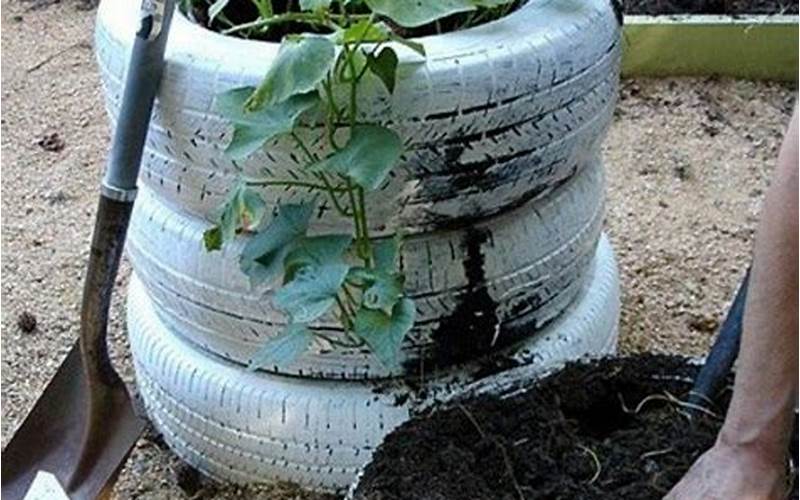 Planting Potatoes In Tires