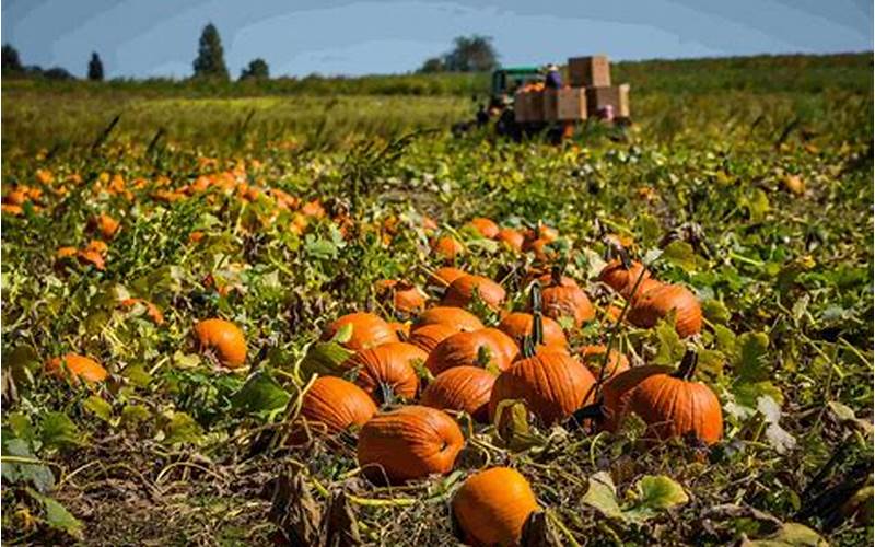 Planting Pumpkins