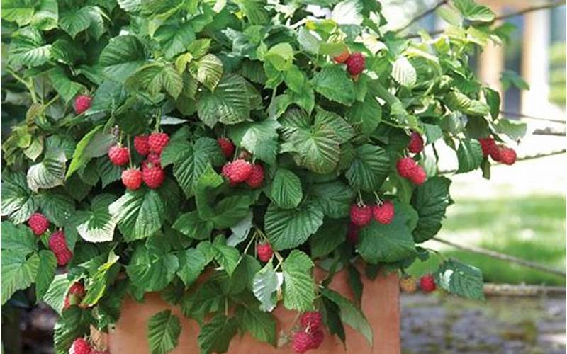 Planting Raspberries