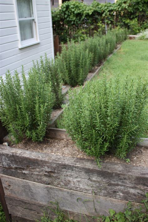Growing rosemary outdoors, the rules of care care of plants