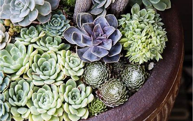 Planting Succulents In Containers